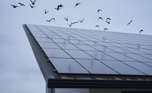 Tauben auf einer Photovoltaikanlage im Gewerbegebiet, Solpark, Industriegebiet, Solarenergie, Erneuerbare Energien, Energiewende, Energie, Taube, Vogeldreck, Vogelkot, Sonnenenergie, Schwäbisch Hall, Hohenlohe, Deutschland
