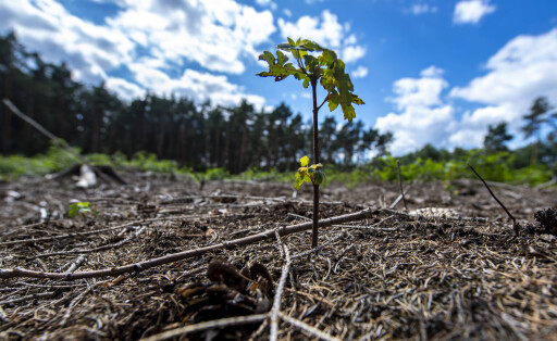 s Bilder des Tages Beginn der Waldzustandserhebung 2020 Ein junger Baumtrieb bahnt sich ihren Weg aus dem verdorrten und mit Zweigen bedeckten Boden. Stürme, Dürre und in der Folge eine Borkenkäfer-Massenvermehrung führen in den nordrhein-westfälischen Wäldern seit 2018 zu dramatischen Schäden. Damit die Wälder aus der aktuellen Krise gestärkt hervorgehen, bietet das Umweltministerium mit Ministerin Ursula Heinen-Esser breite Unterstützungsangebote zur Bewältigung der Schadsituation und zur Entwicklung vielfältiger und klimastabiler Mischwälder an. Rheda-Wiedenbrück Nordrhein-Westfalen Deutschland *** Beginning of the forest condition survey 2020 A young tree shoot makes its way out of the withered and twig-covered soil Storms, drought and, as Copyright: xInderlied Kirchner-Mediax