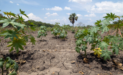 Ein Feld am Rande der suedsudanesischen Hauptstadt Juba (Foto vom 20.03.2026). Der Klimawandel mit Trockenheit belastet die Landwirtschaft im Land.