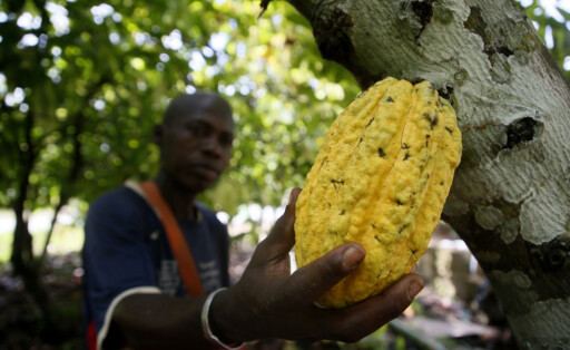 Kakao-Produktion in Elfenbeinküste: Die Unternehmen in Westafrika wollen nicht nur Rohstofflieferant sein.